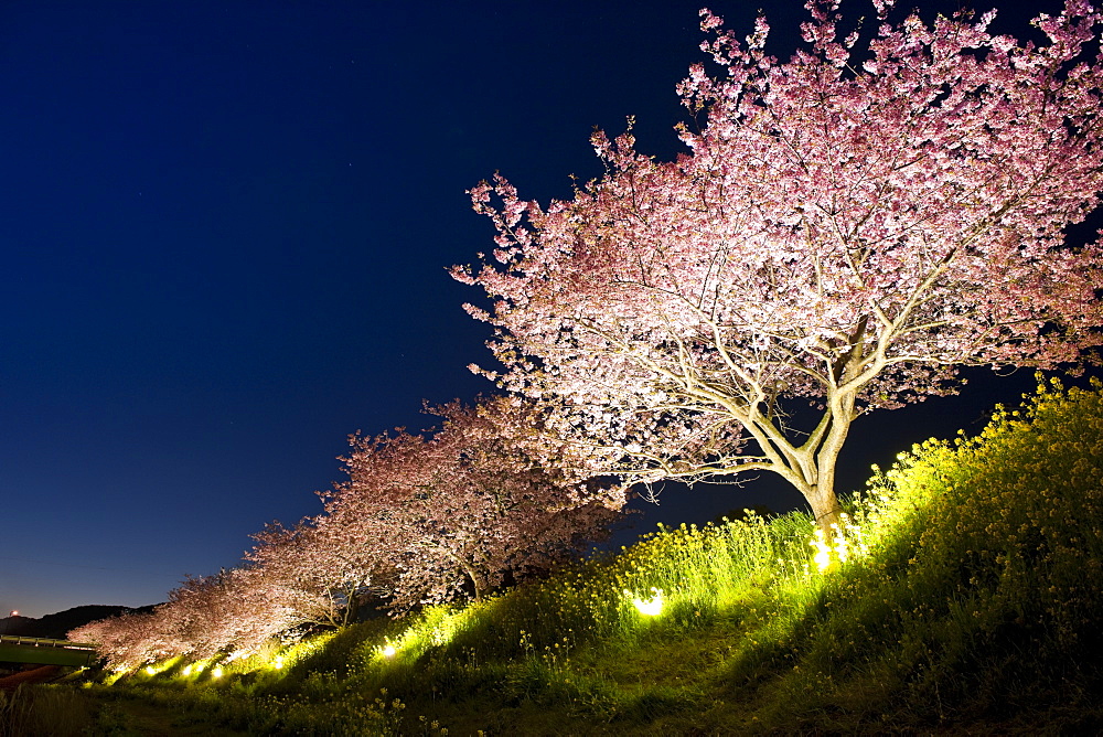 Cherry Blossoms Of Minami, Shizuoka, Japan