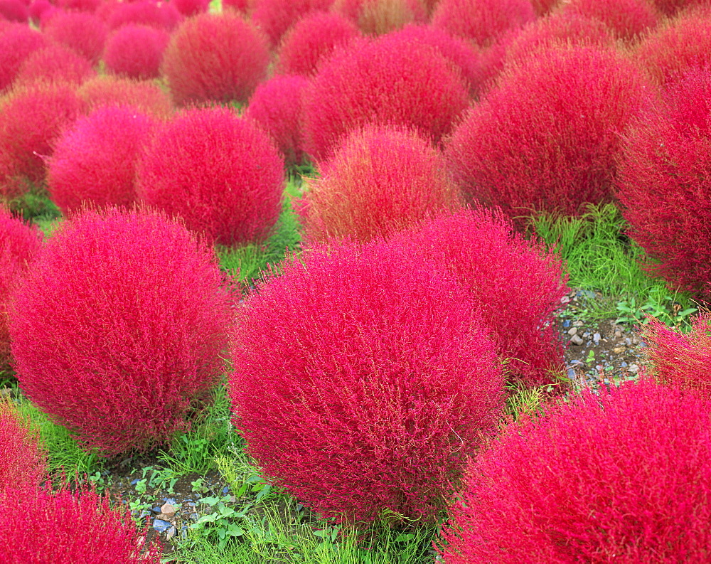 Kochia Scoparia, Ibaragi, Japan