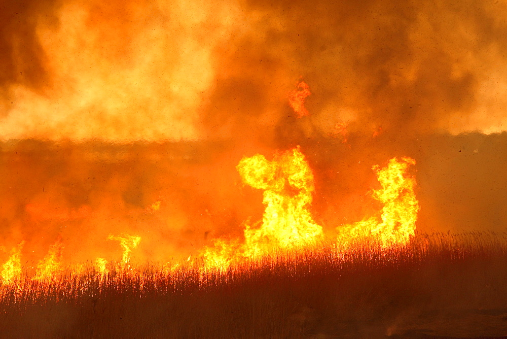 Watarase Controlled Burn, Tochigi, Japan