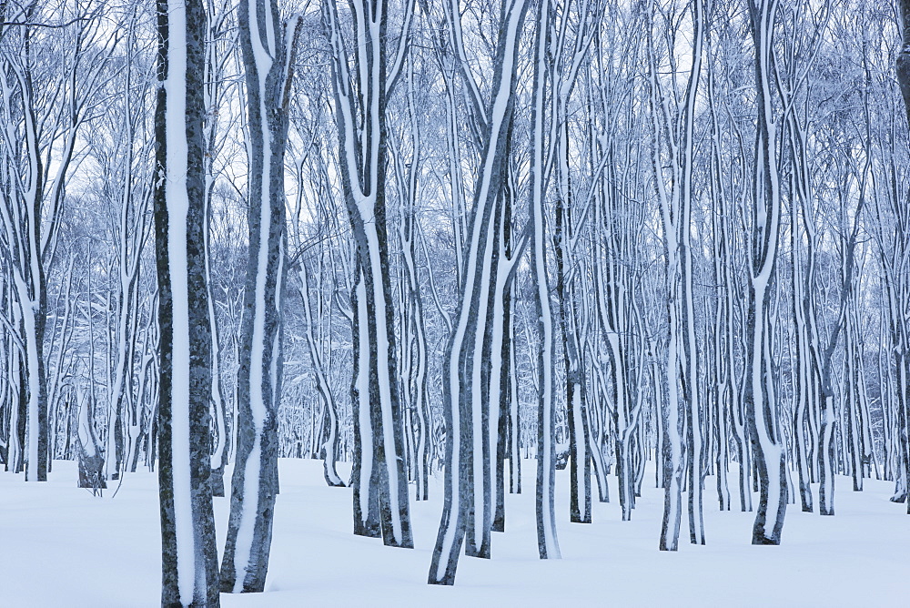 Japanese beech Forest, Aomori, Japan