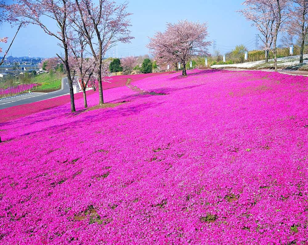 Otahokubuundo Park, Gunma, Japan