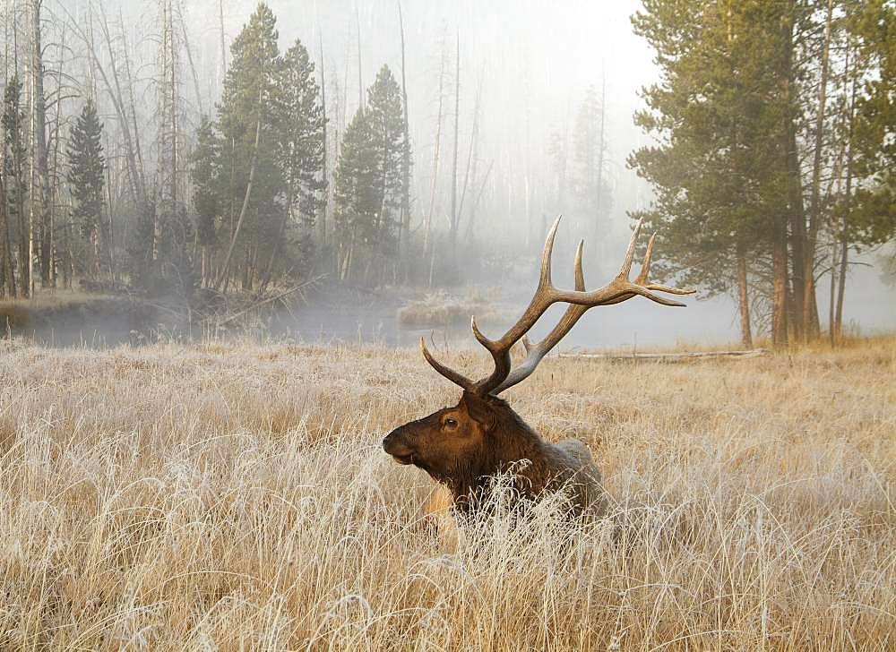 Elk in morning mist