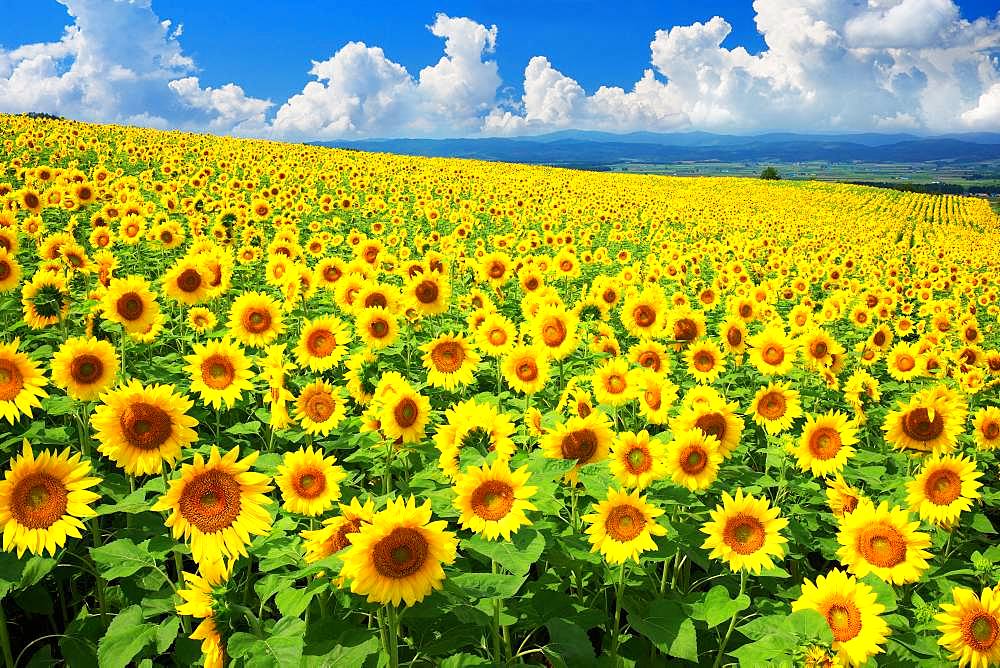 Hokkaido, Japan