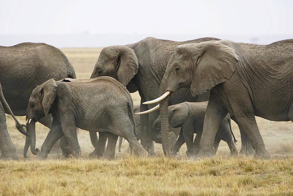 Amboseli National Park, Kenya