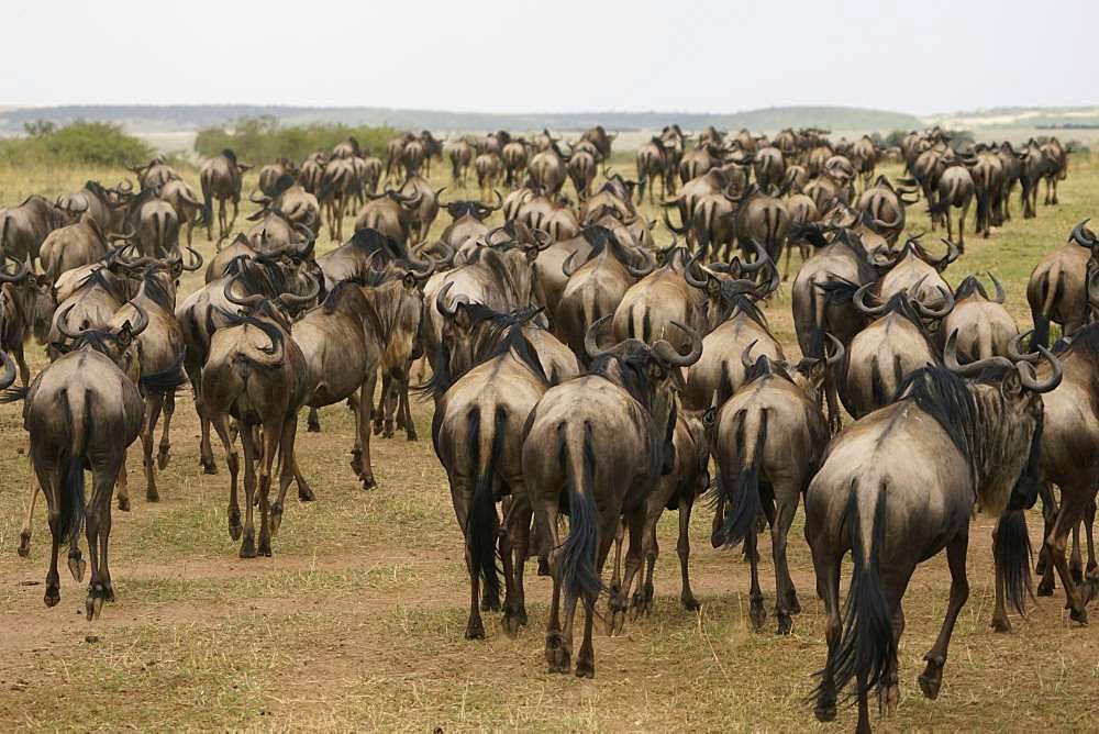 Masai Mara National Reserve, Kenya