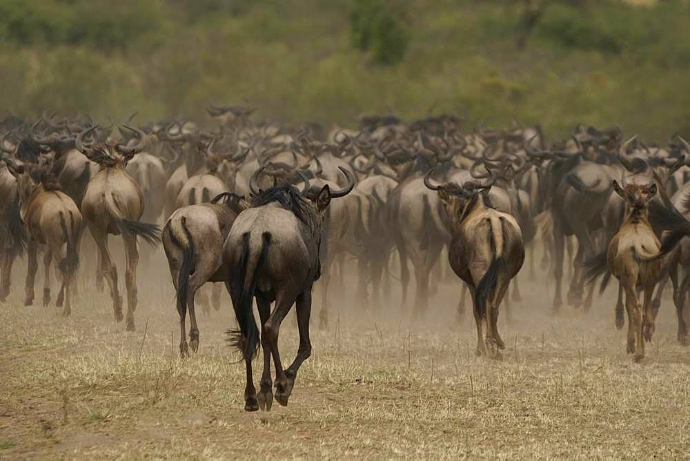 Masai Mara National Reserve, Kenya