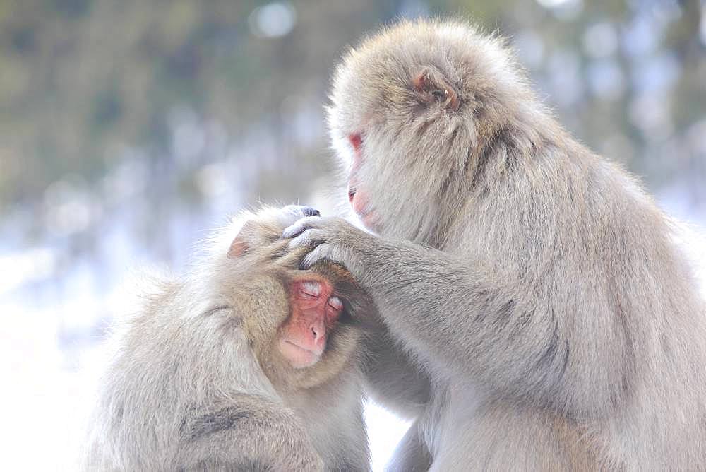 Snow monkeys, Japan