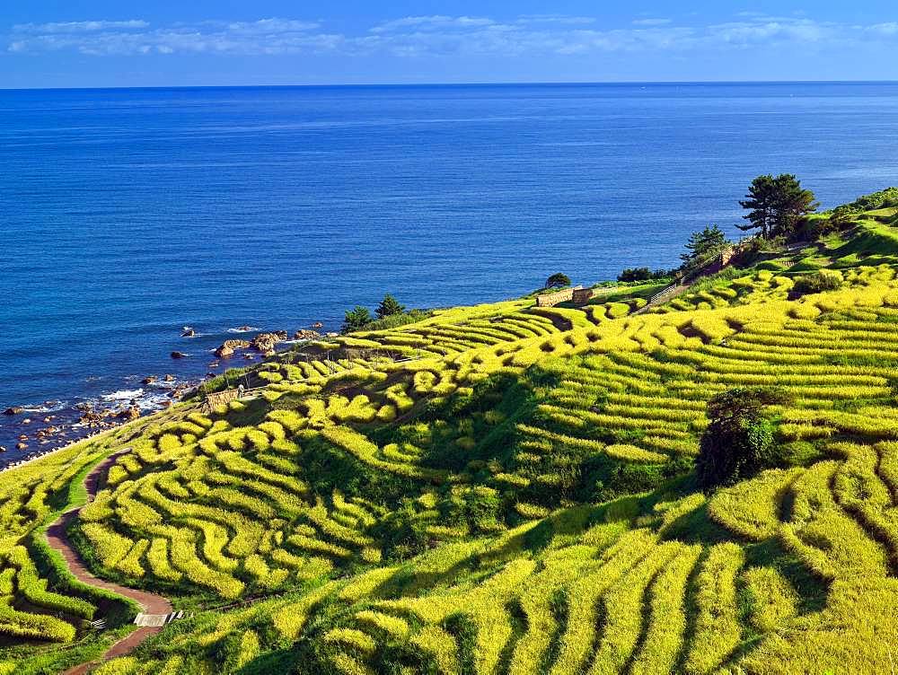 Shiroyonesenmaida, Ishikawa, Japan