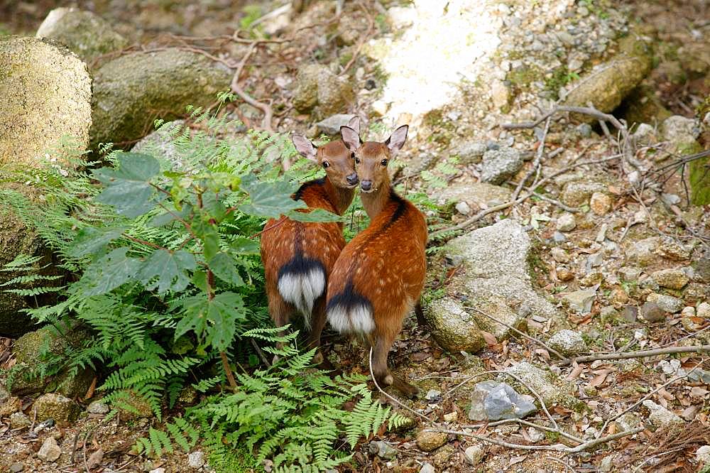 Yakushima Deer, Yakushima, Kagoshima Prefecture