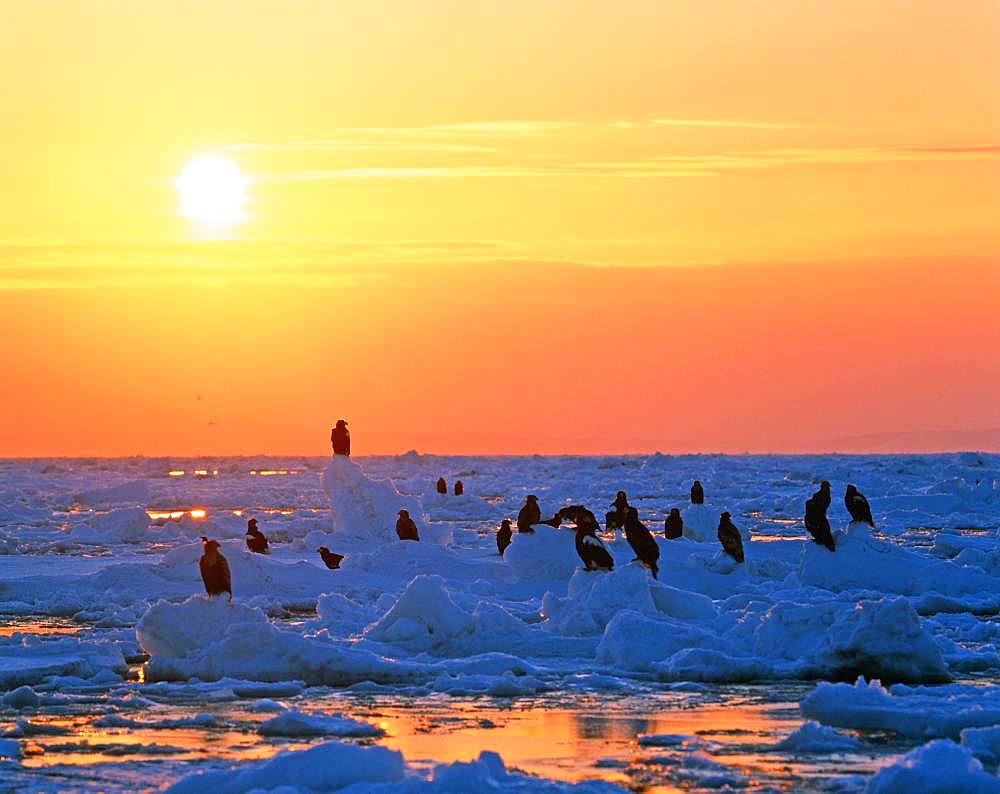 Drift Ice, Hokkaido, Japan