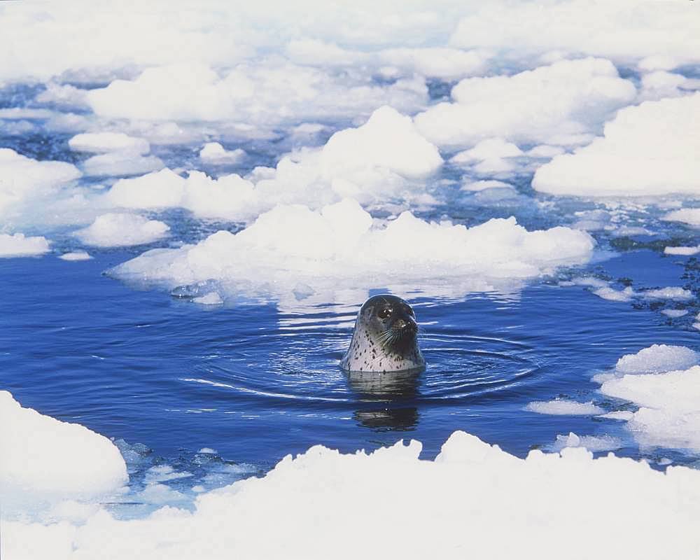 Spotted Seal, Hokkaido, Japan