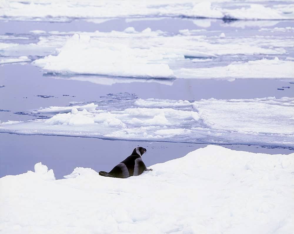 Ribbon Seal, Hokkaido, Japan