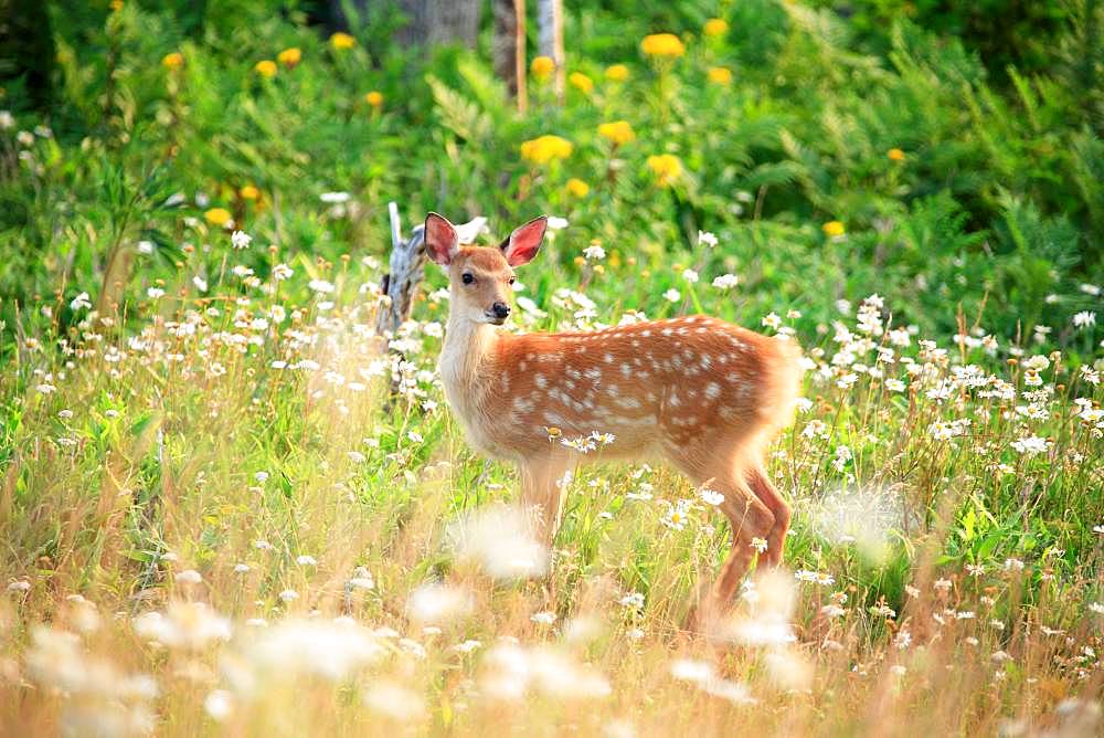 Bambi, Hokkaido, Japan