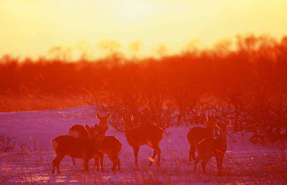 Parent and Child Deer, Hokkaido, Japan