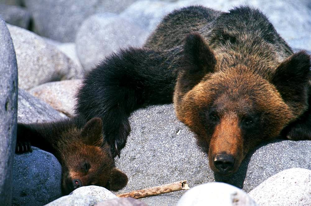 Mother and Child Brown Bear, Hokkaido, Japan