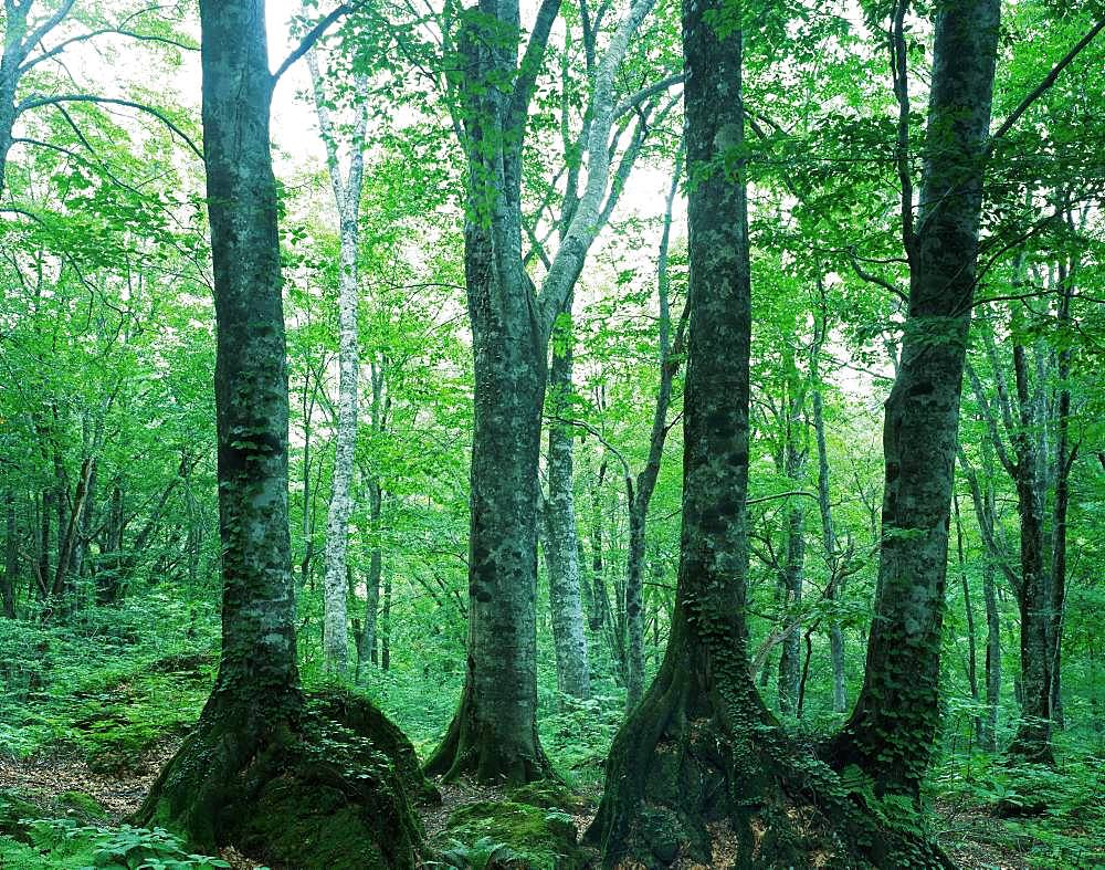 Shirakami-Sanchi, Akita, Japan