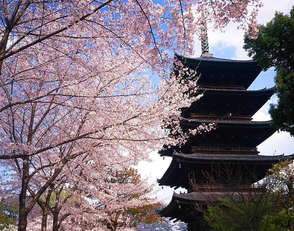 Higashi-ji, Kyoto, Japan