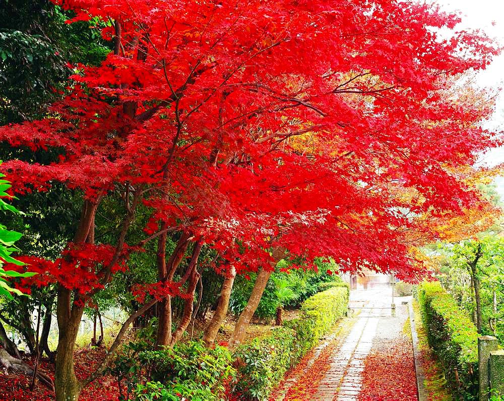 Tenryu-ji Temple, Kyoto, Japan