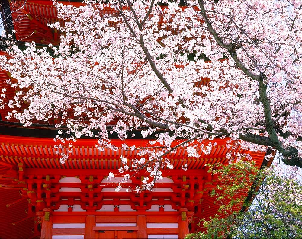 Five-story Pagoda in Itsukushima-jinja, Hiroshima Prefecture, Japan