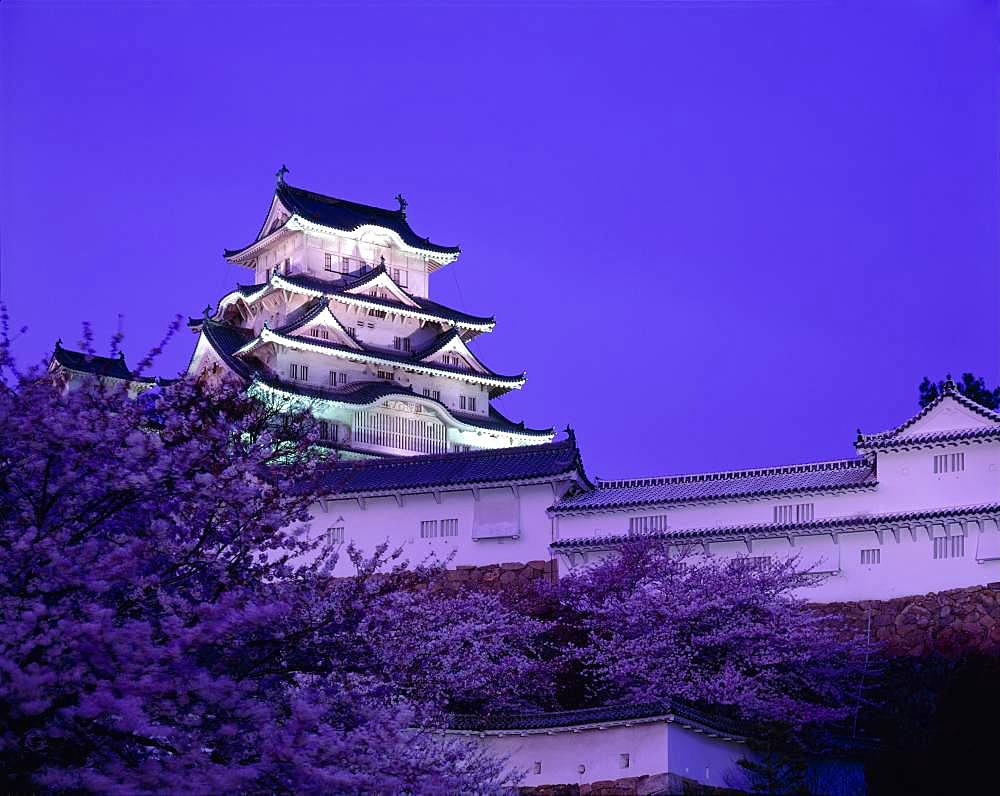 Himeji Castle and Cherry Blossom, Hyogo, Japan