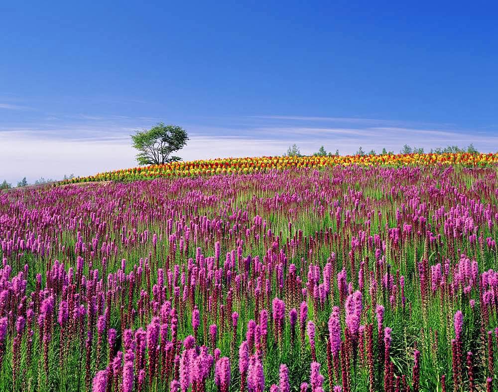 Shikisai No Oka, Hokkaido