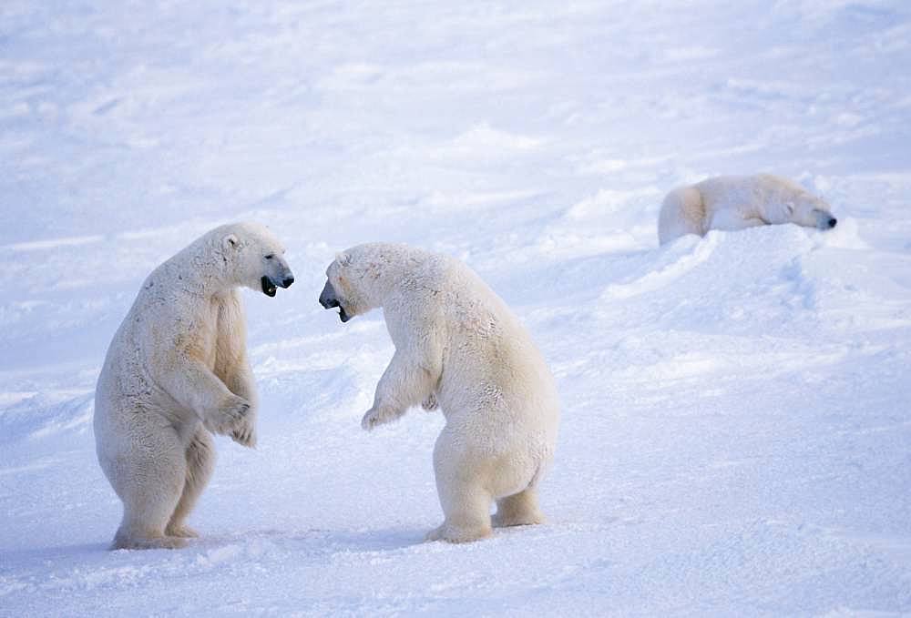 Polar Bear, Canada