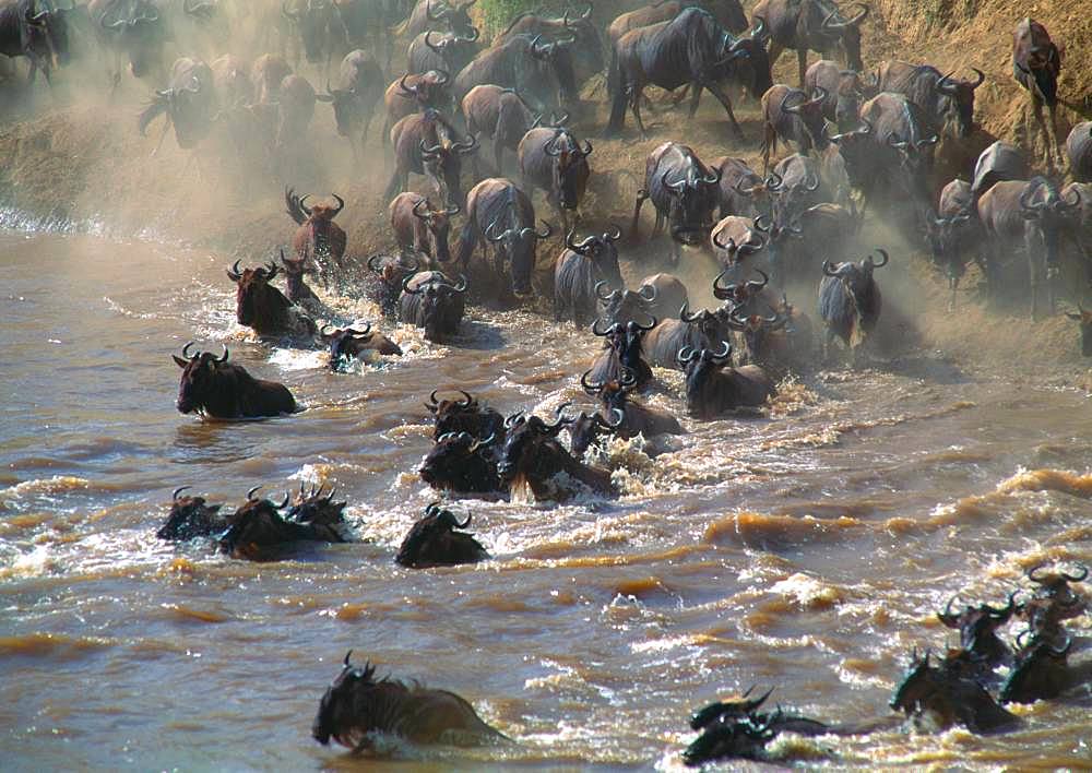 Gnu Group, Kenya