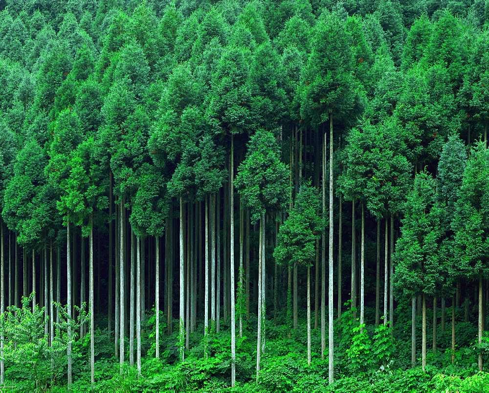 Kitayamasugi, Kitamaya Japanese Cedar, Kyoto