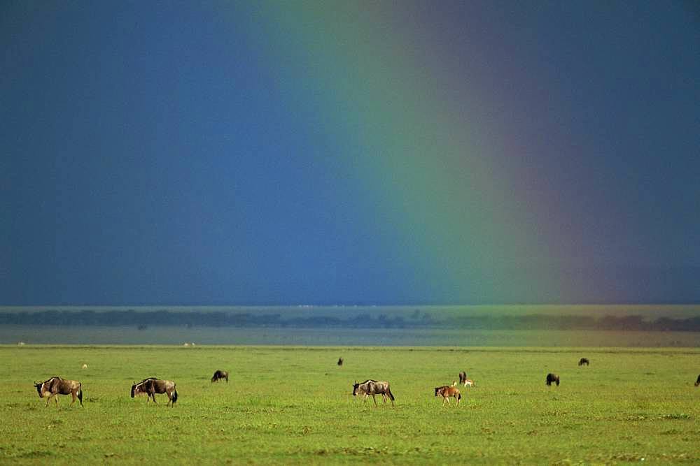 Gnu, Kenya