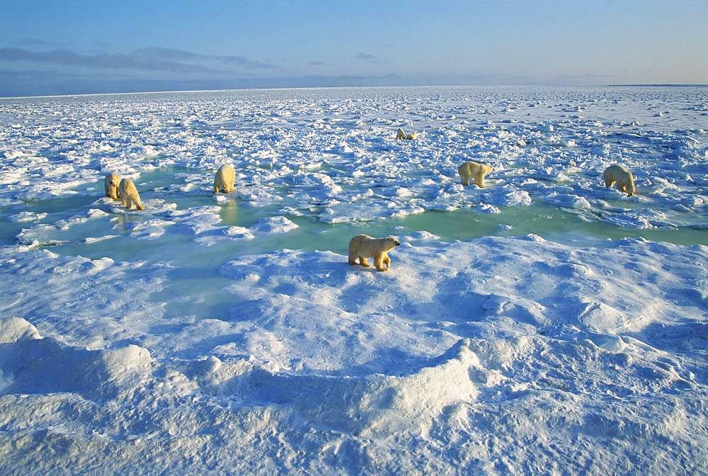 Polar Bear, Canada