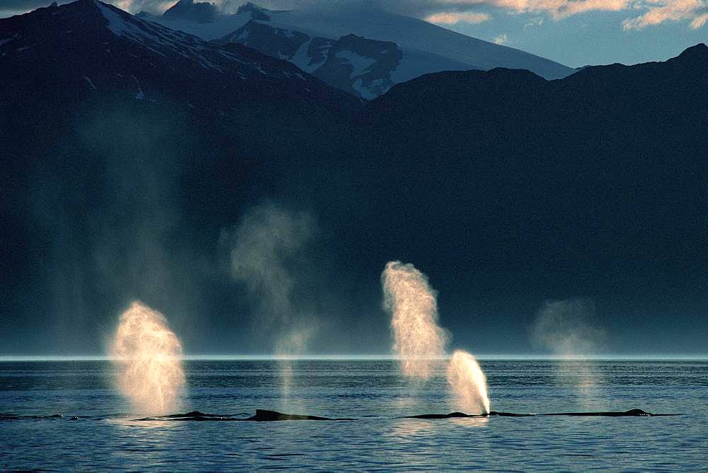 Humpback Whale