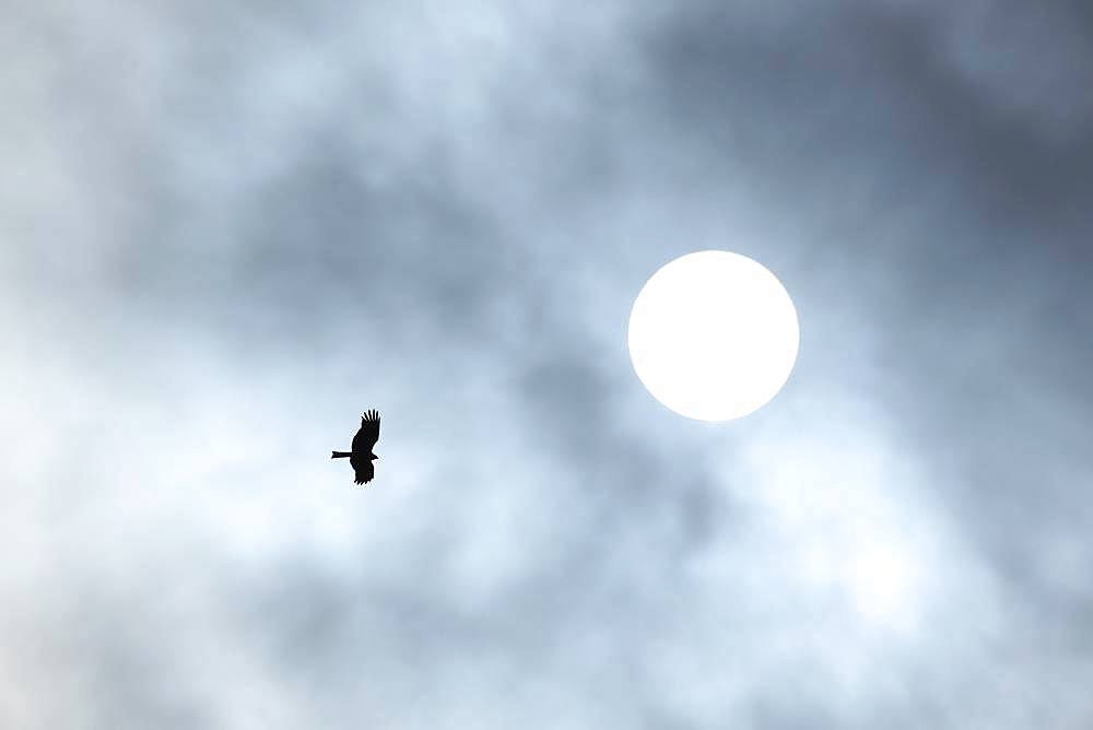 Black Kite, Hokkaido