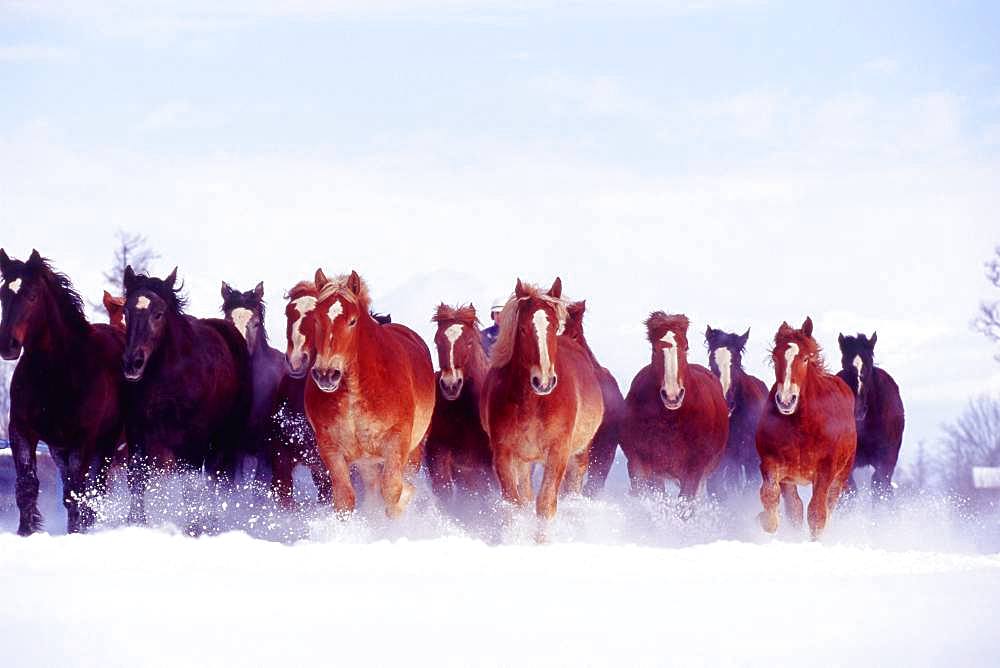 Movement, Hokkaido Horse, In Snow, Hokkaido