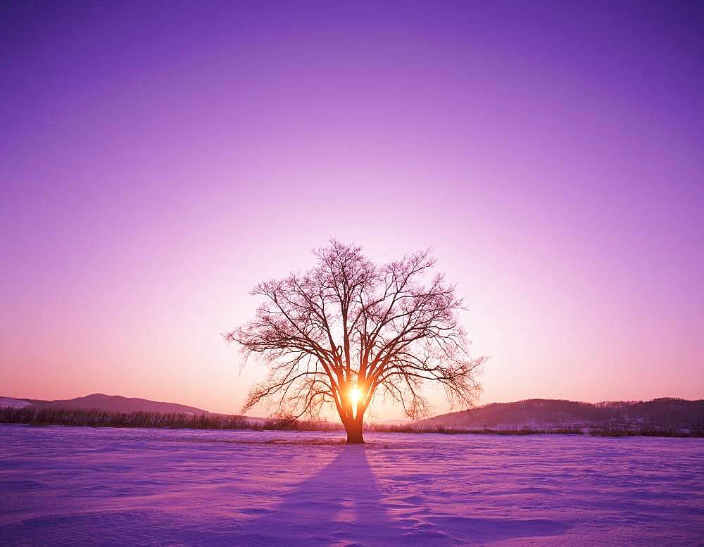 Japanese Elm, Hokkaido