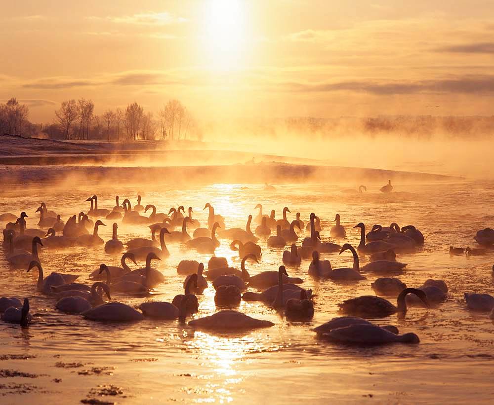 Swan, Cold Mist, Hokkaido