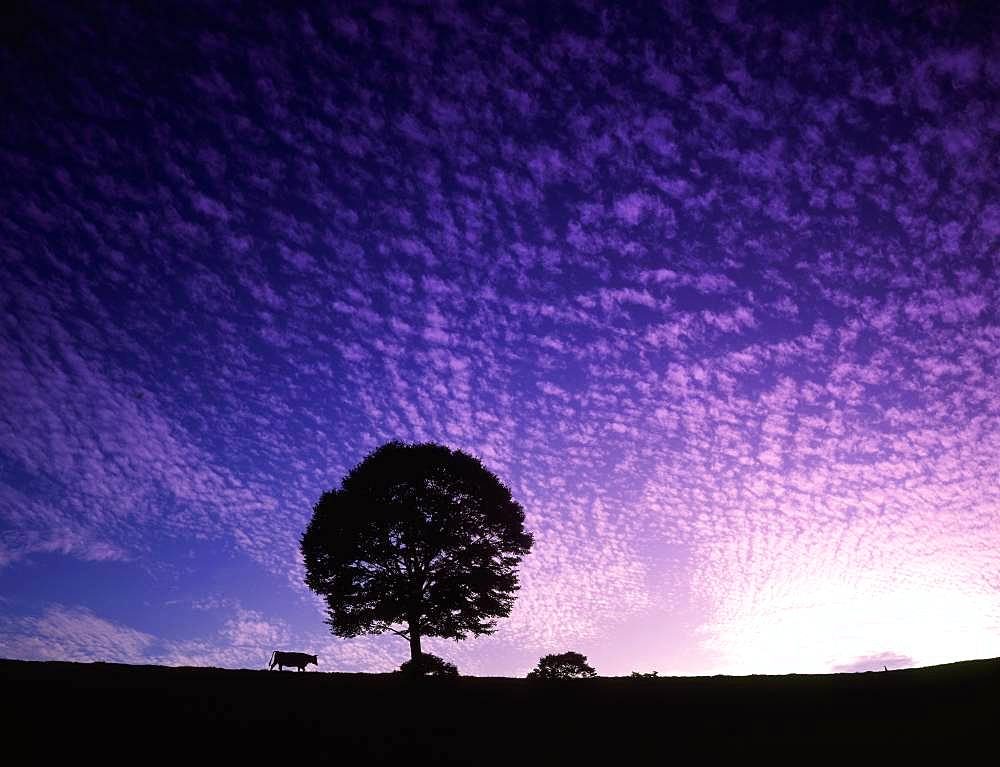 Takashimizu Plateau, Iwate Prefecture