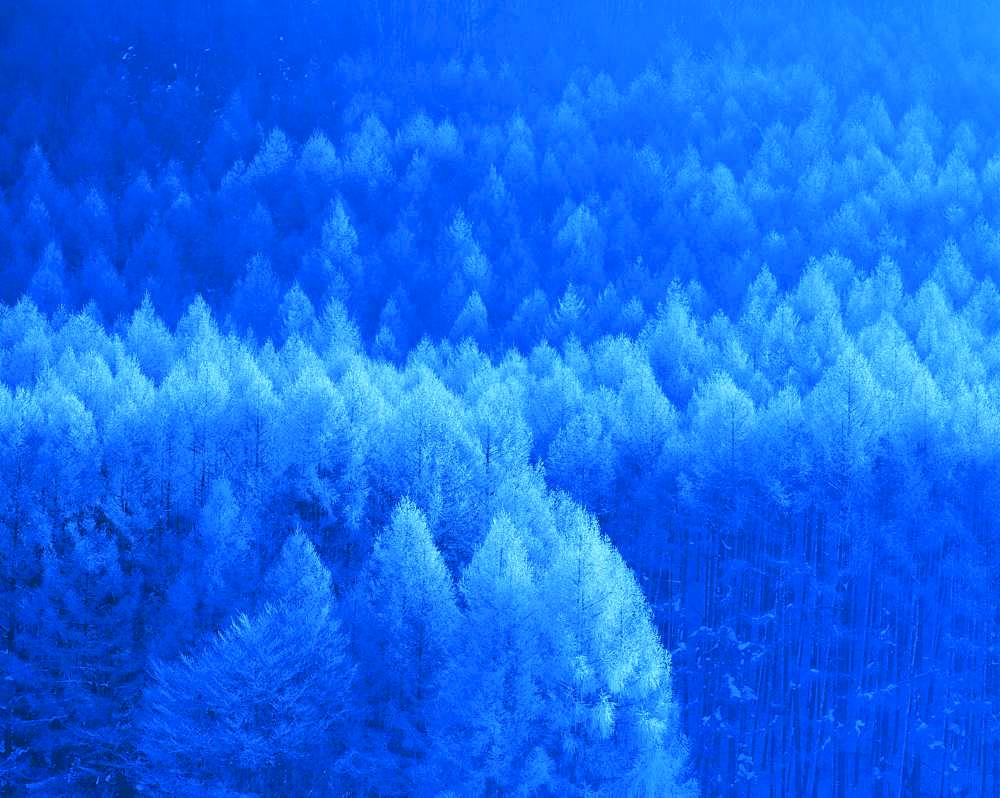 Larch, Silver Frost, Nagano Prefecture