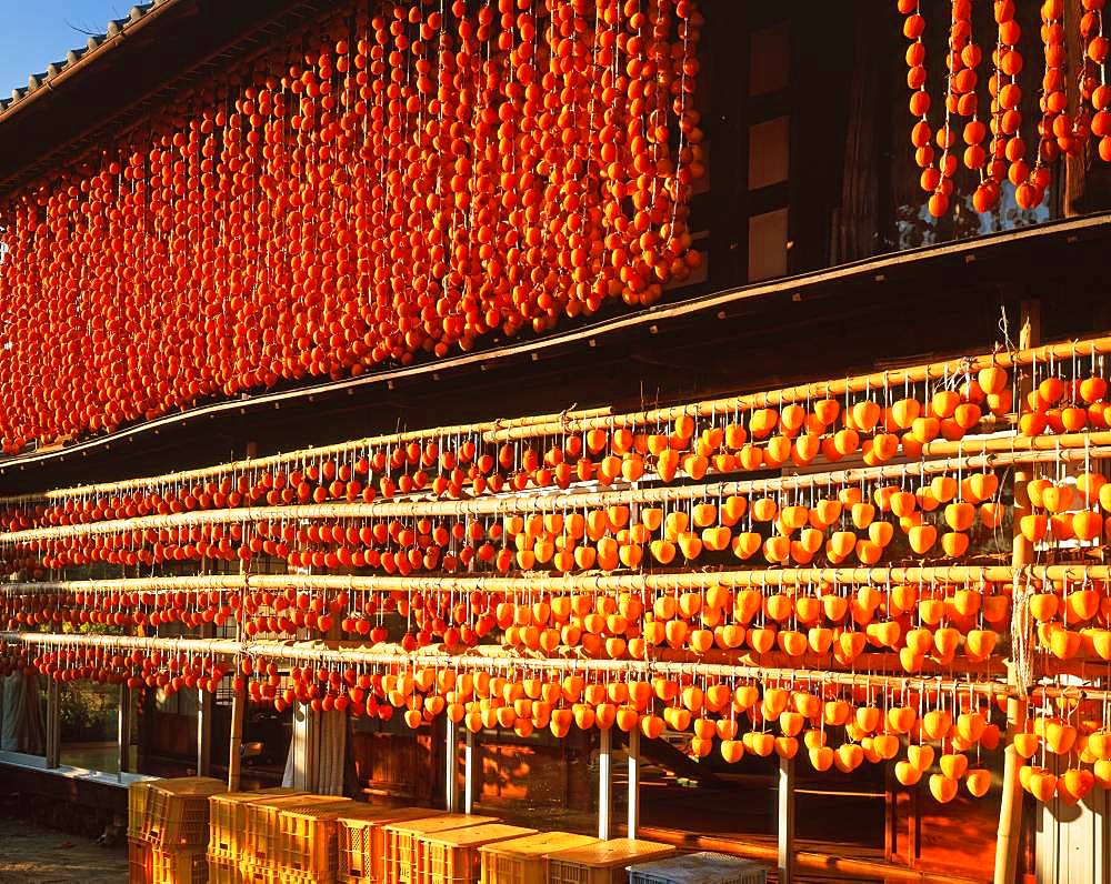 Dried Persimmon, Yamanashi Prefecture