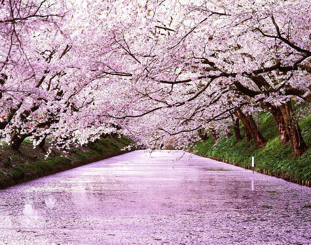 Hirosaki Park, Aomori Prefecture