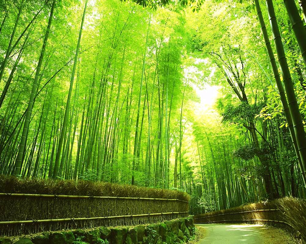 Sagano, Kyoto