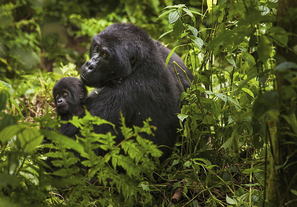 Mountain gorilla and juvenile, Volcanoes National Park, Rwanda, Volcanoes National Park, Rwanda