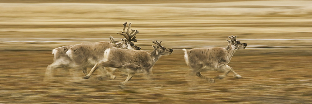 Four reindeer, Rangifer tarandus platyrhynchus, with antlers, galloping along a migration path, Svalbard, Norway