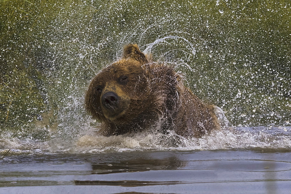 Brown bear, Lake Clark National Park, Alaska, USALake Clark National Park, Alaska, USA