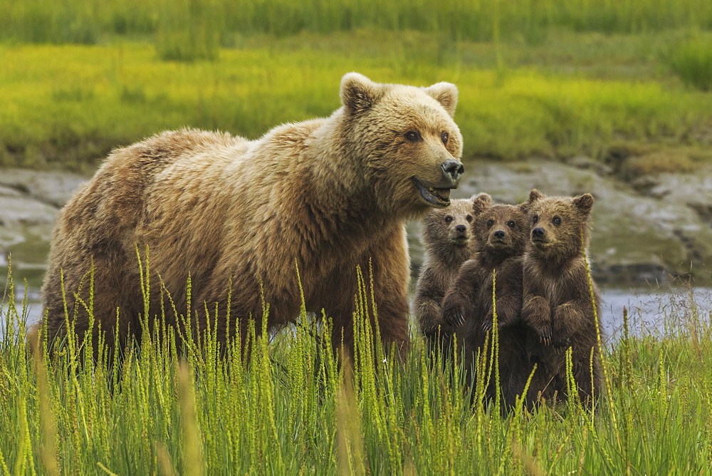 Brown bear sow and cubs, Lake Clark National Park, Alaska, USALake Clark National Park, Alaska, USA