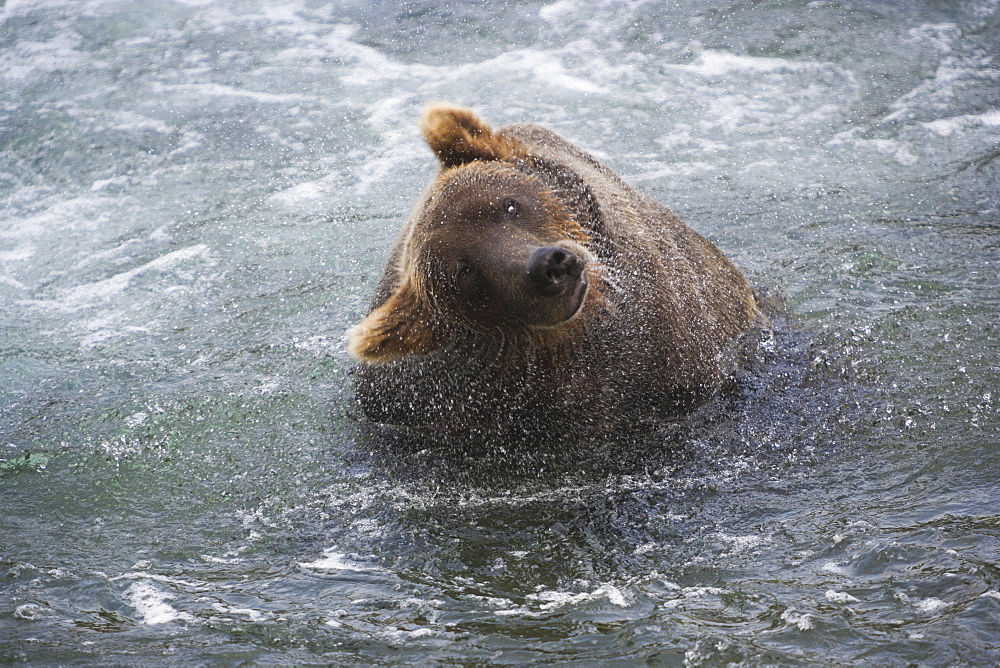 A brown bear shakes off excess water after fishing in Katmai National Park, Alaska, USAKatmai National Park, Alaska, USA