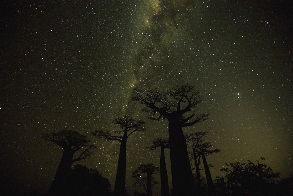 This thirty-second exposure captures Milky Way--it is a long enough exposure to record the light but short enough to limit blurring, Baobab Alley, Madagascar