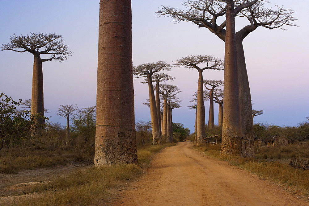 Baobab trees, Madagascar, Baobab Alley, Madagascar