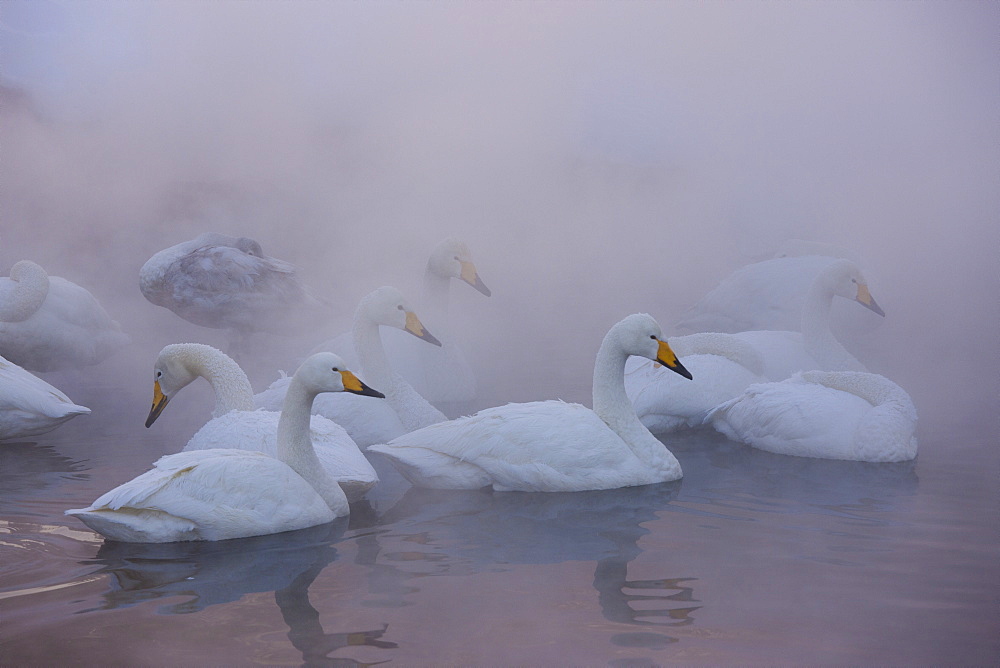 Whooper swans, Hokkaido, Japan, Hokkaido, Japan