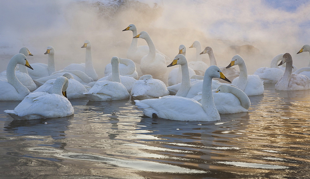 Whooper swans, Hokkaido, Japan, Hokkaido, Japan