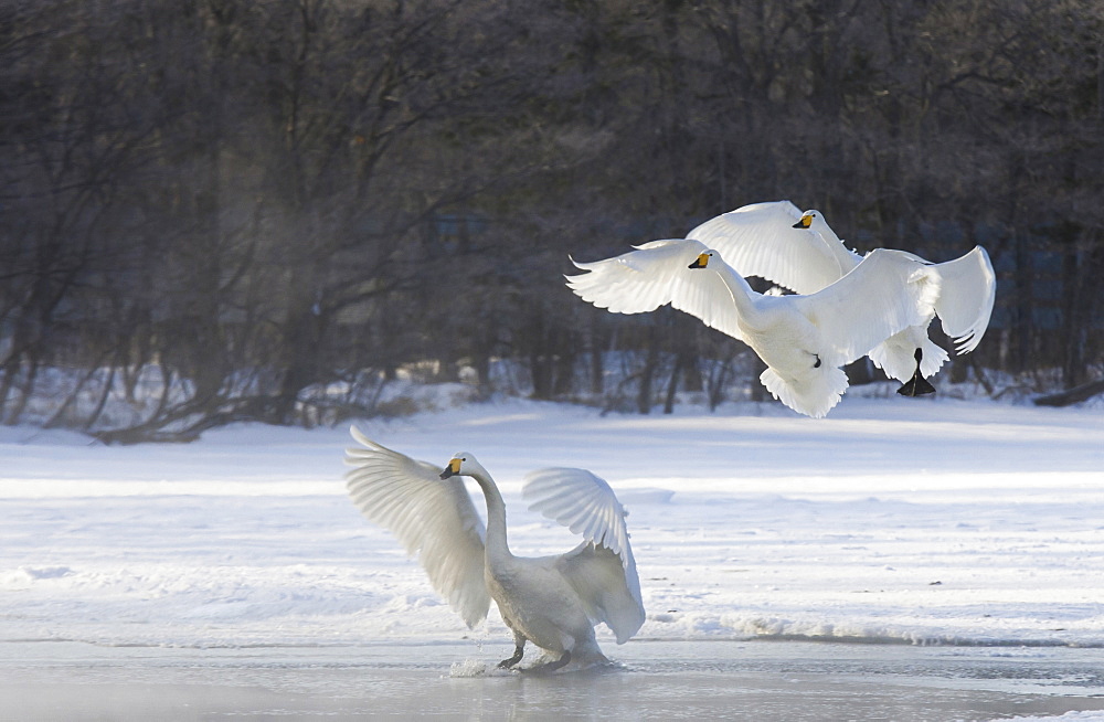 Whooper swans, Hokkaido, Japan, Hokkaido, Japan